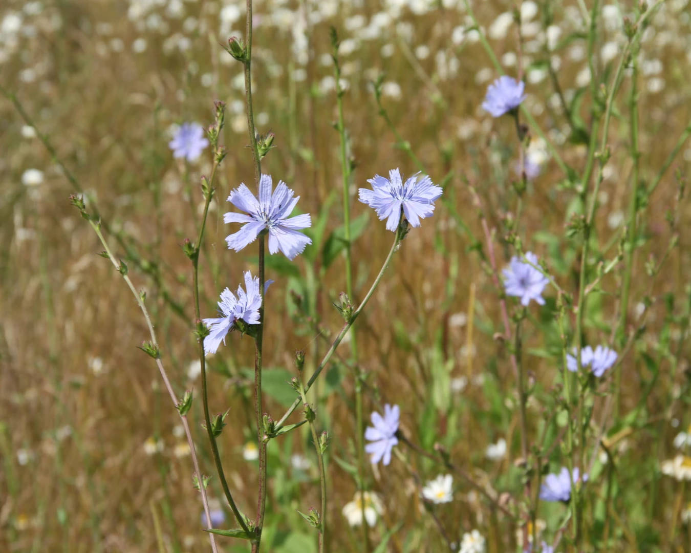 Chicory_close_up