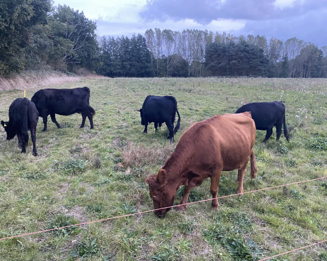 Cows_grazing