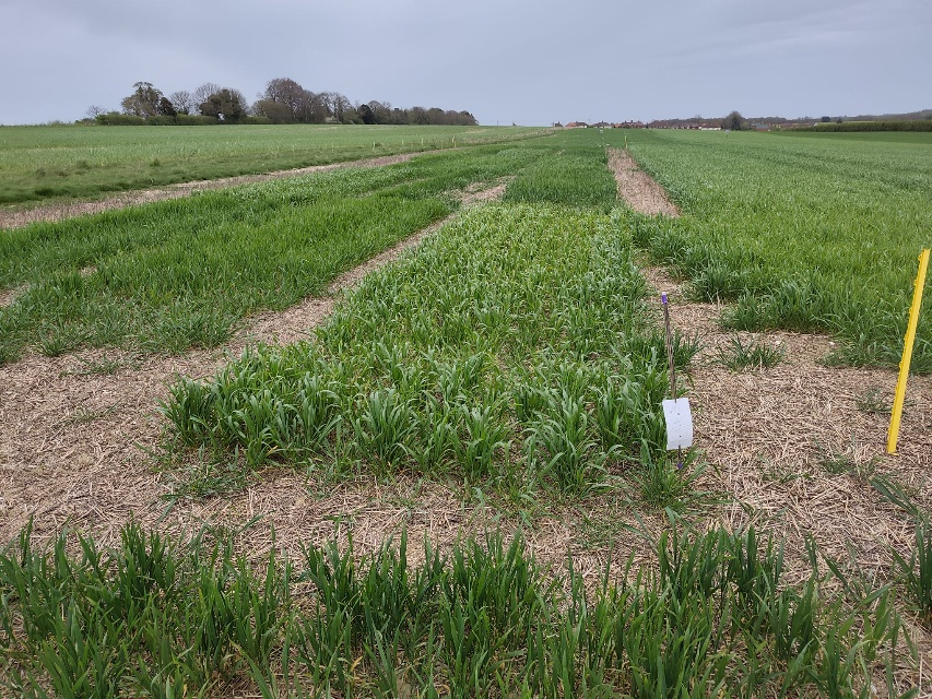 Different-types-of-heritage-wheat-being-trialled-on-the-farm