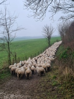 Droving-sheep-along-the-bridleway