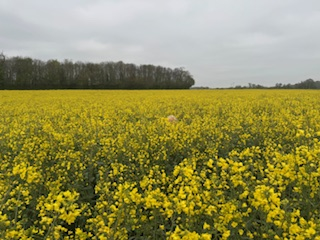 Flowering_oil_seed_rape