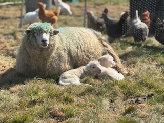 Lambs_Twins