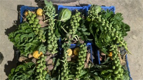 Latest_veg_boxes_off_to_be_delivered-_each_box_contains_at_least_6_different_vegetables
