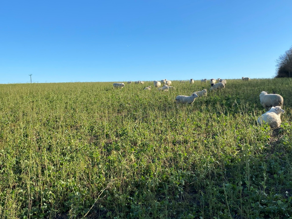 Sheep_grazing_the_Southern_Water_cover_crops