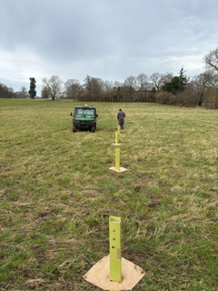 Strip-of-agroforestry-trees-being-planted-into-pasture