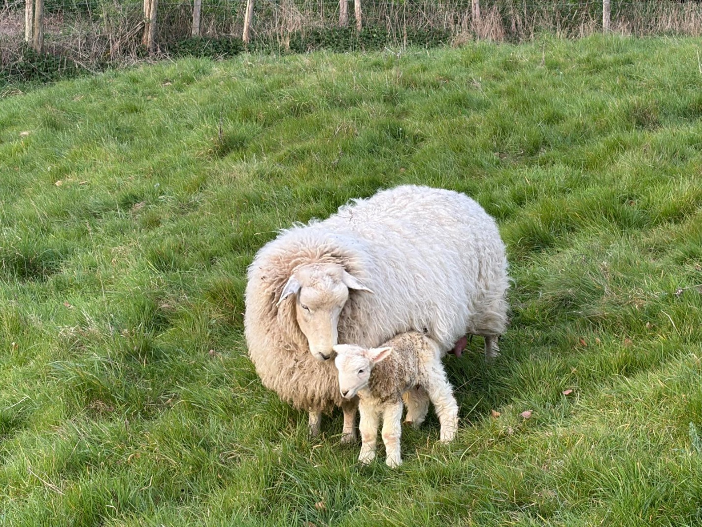 The-lambs-have-starting-arriving-in-our-outdoor-pasture-fed-system