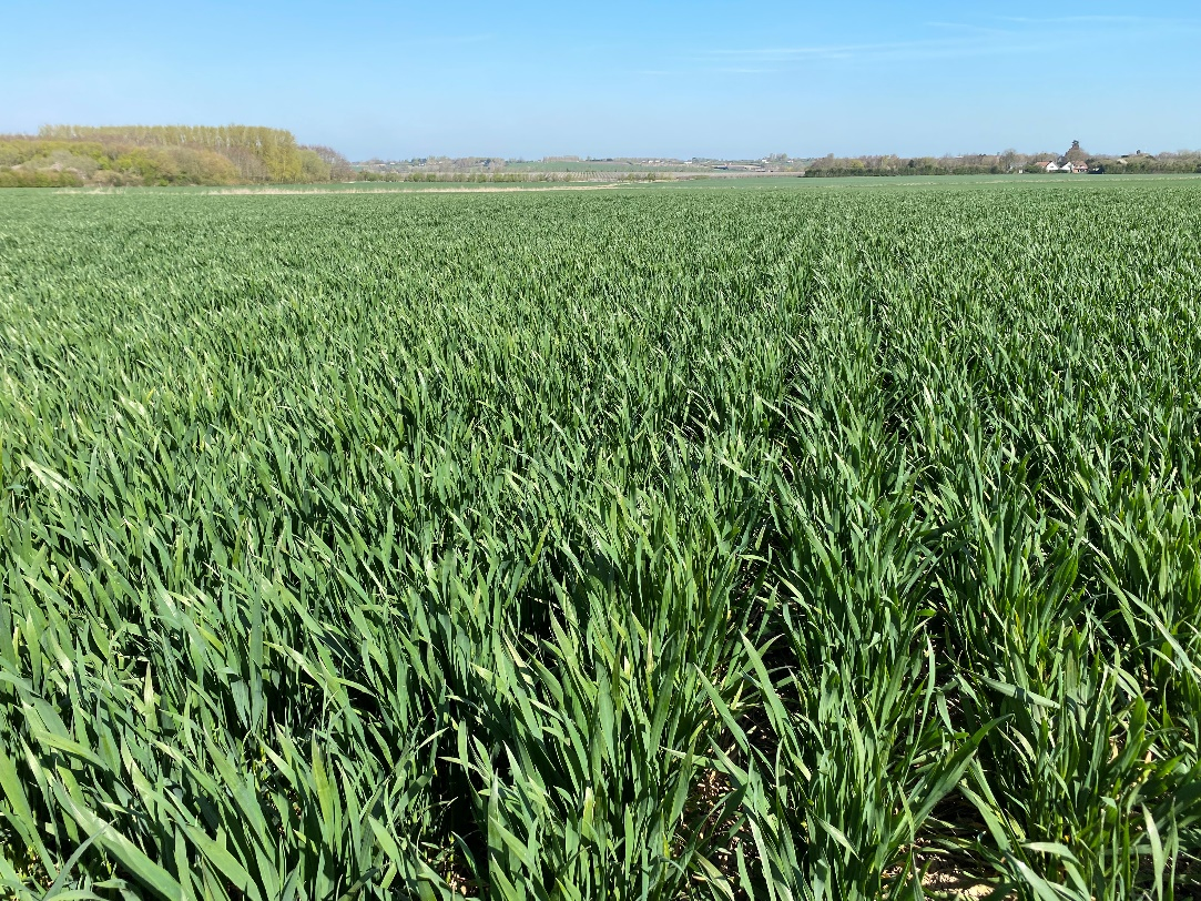 Three_way_blend_of_winter_wheats