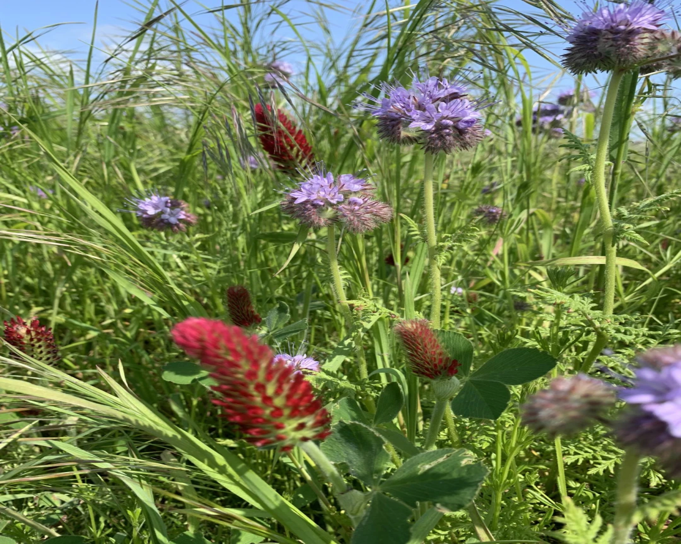 bumble_bird_plots