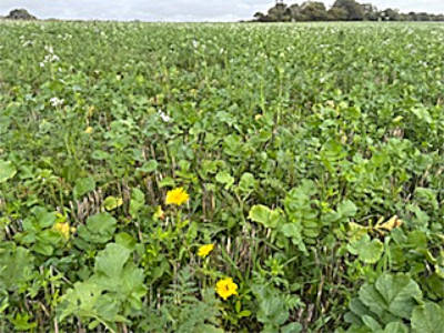cover-crop-where-our-spring-crops