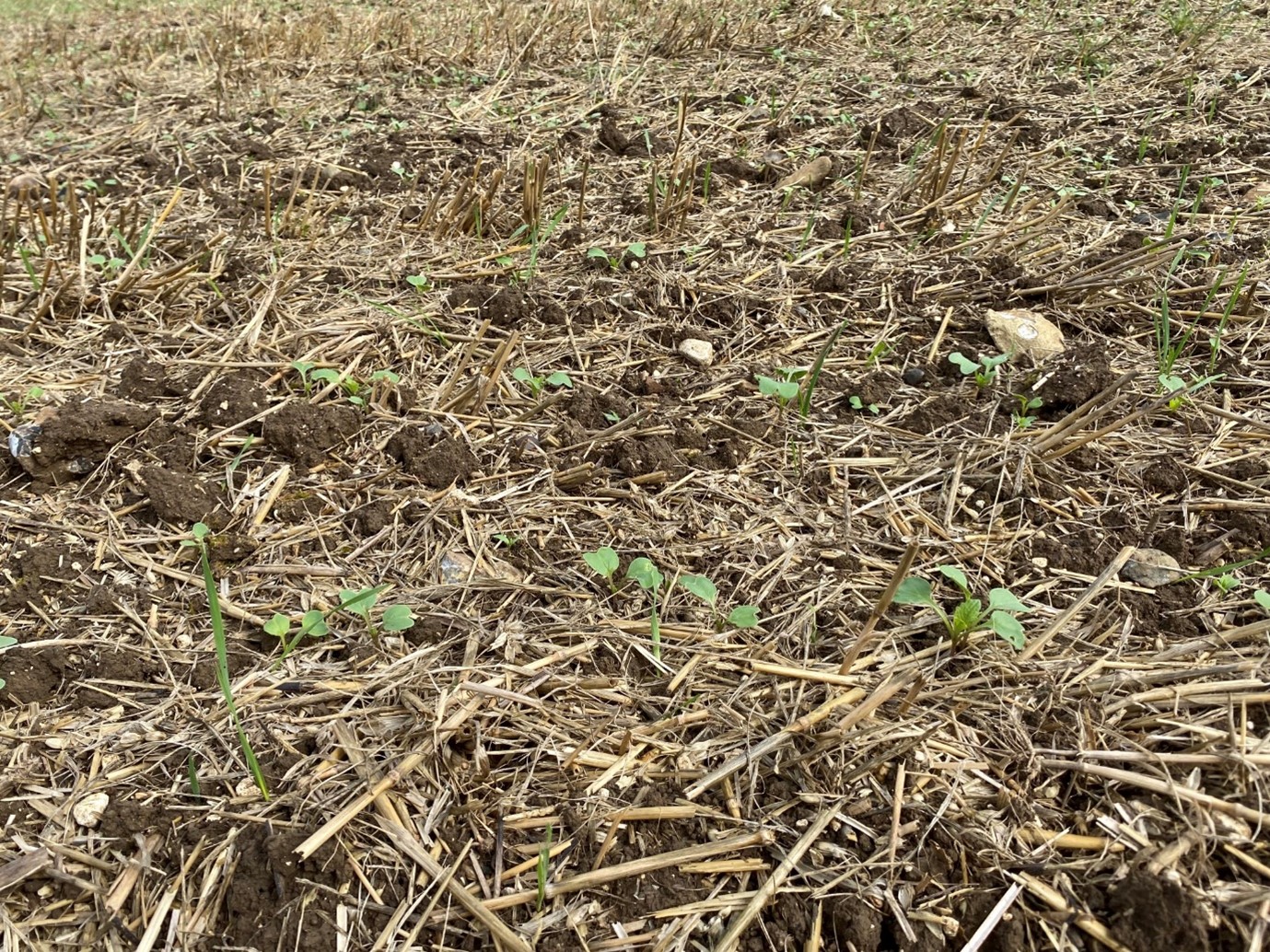 cover_crop