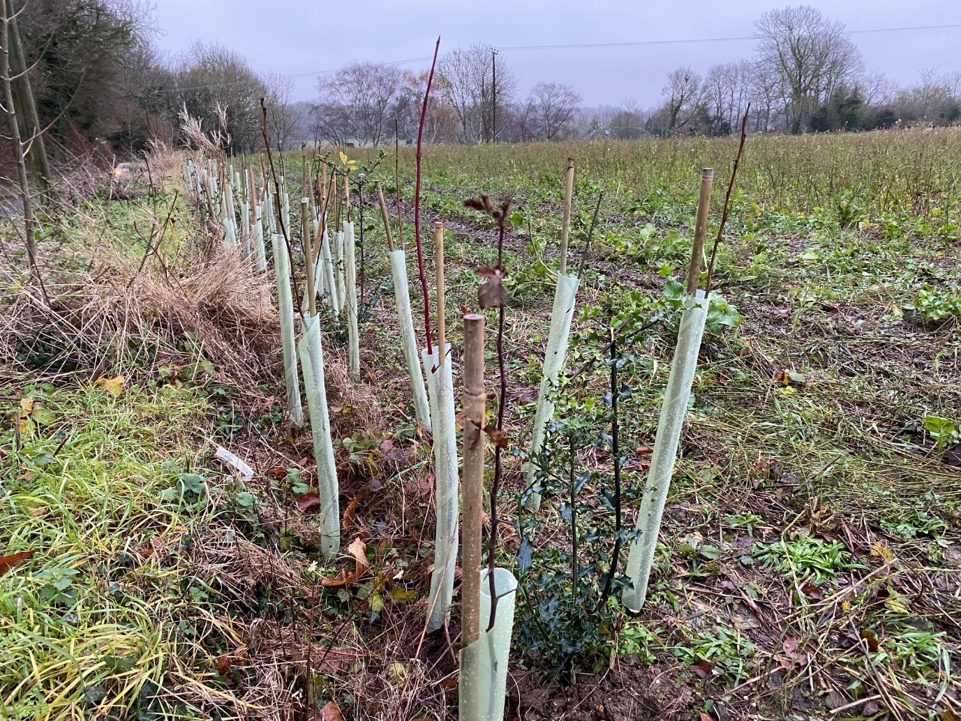 hedge_planting