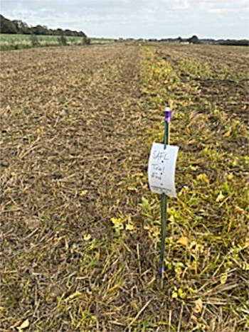 Heritage wheat trial plot
