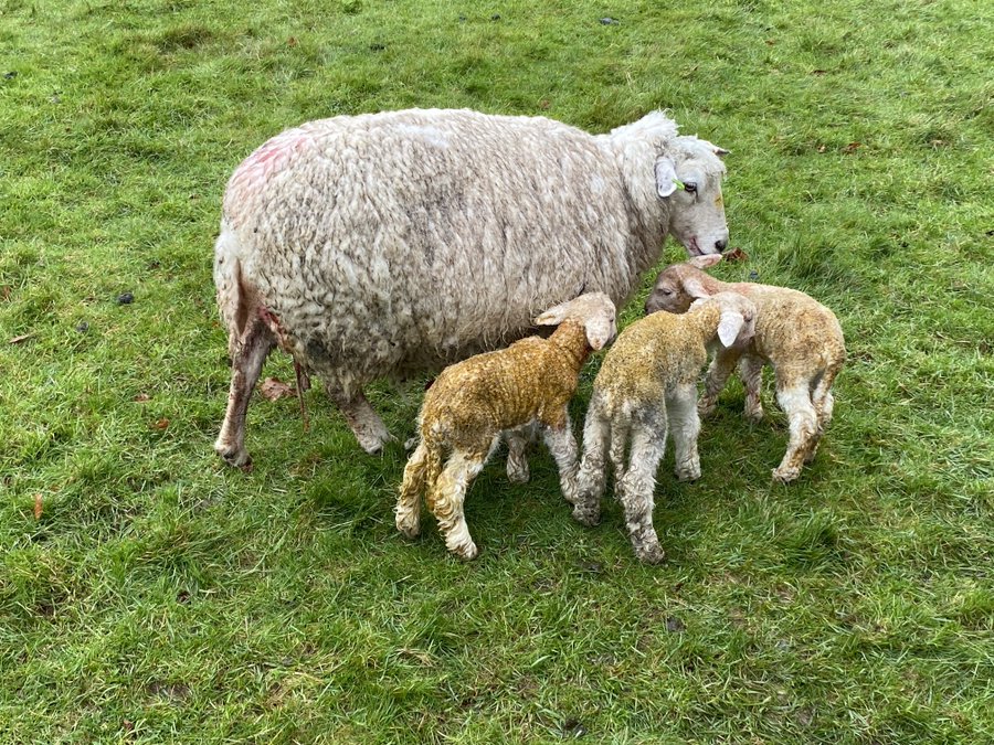 lambing-2023