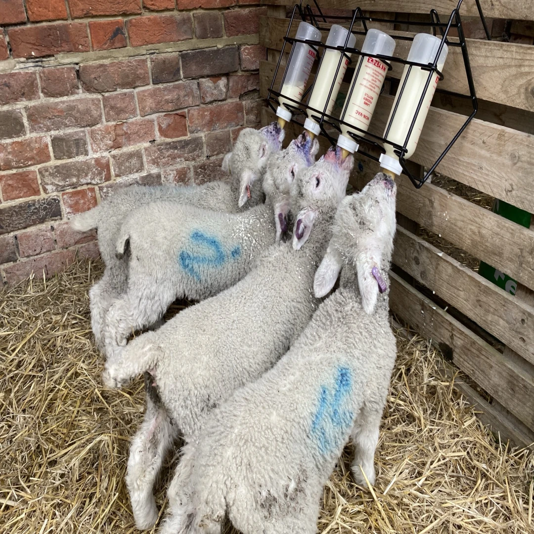 lambs