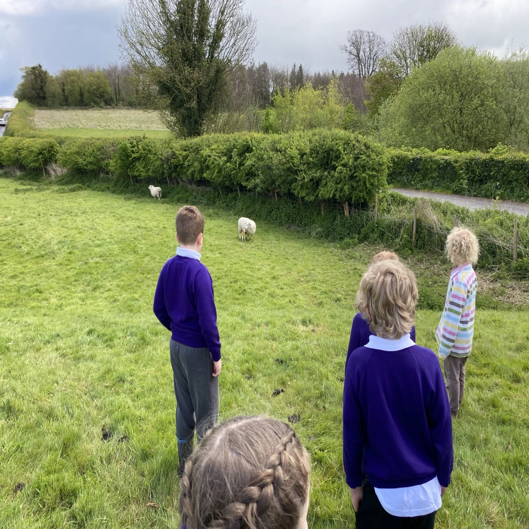 live_lambing_school_visit