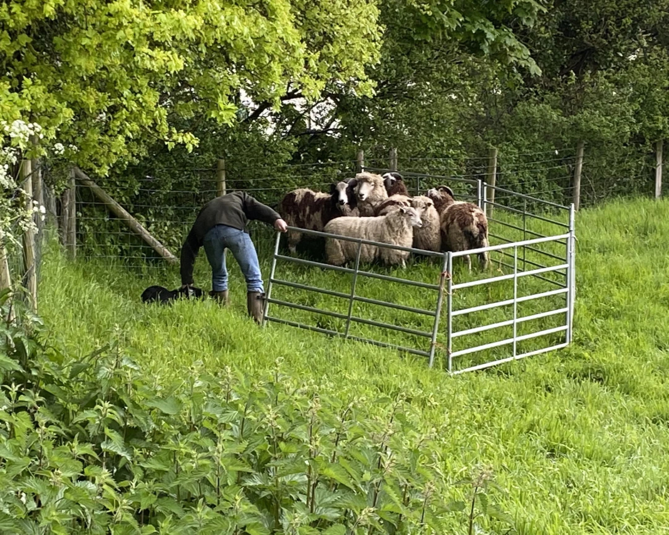 sheep_dog_demo