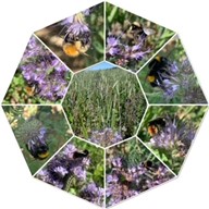 BeeWalks-3
