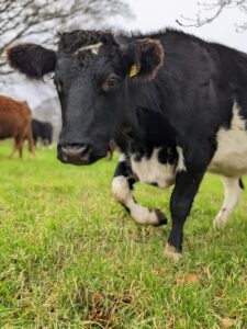 Cows-strip-grazing-225x300