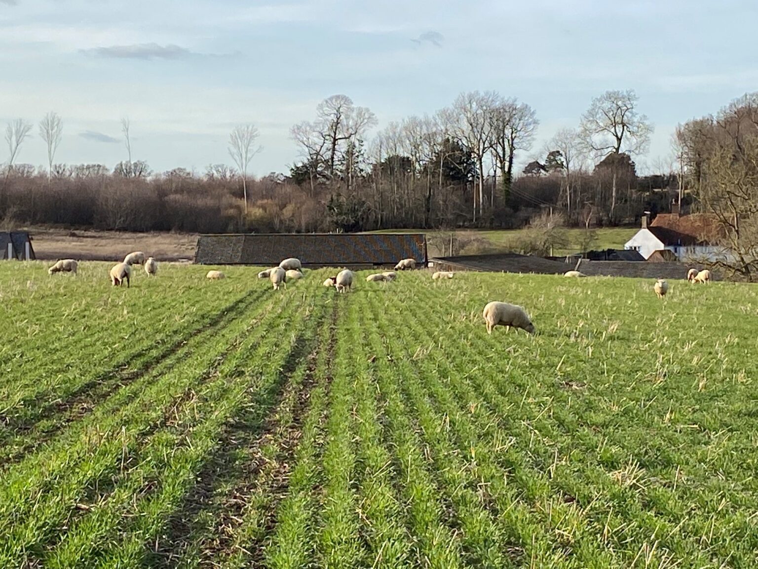 Sheep-grazing-1536x1152