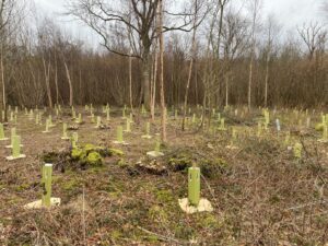 Tree-planting-300x225