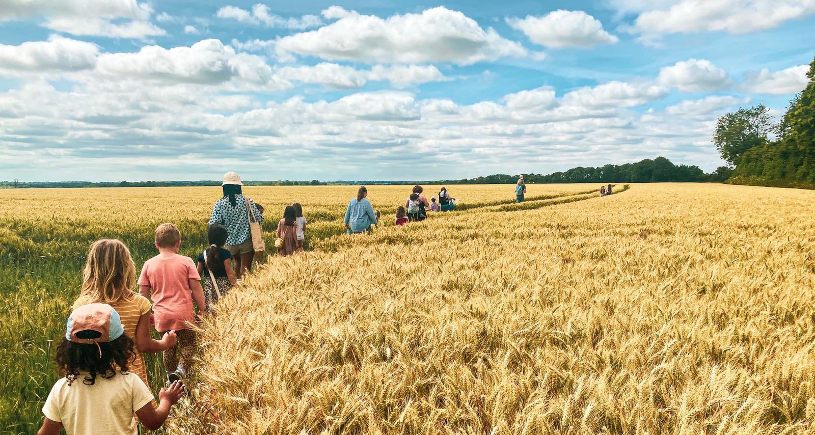 Wheat