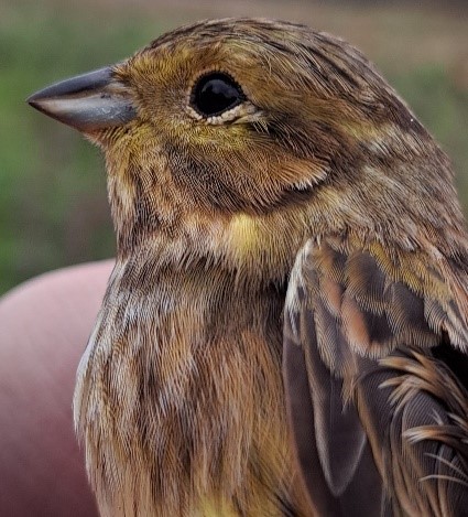 bird-2