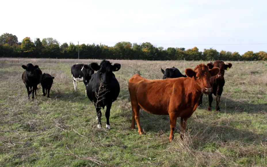 cows