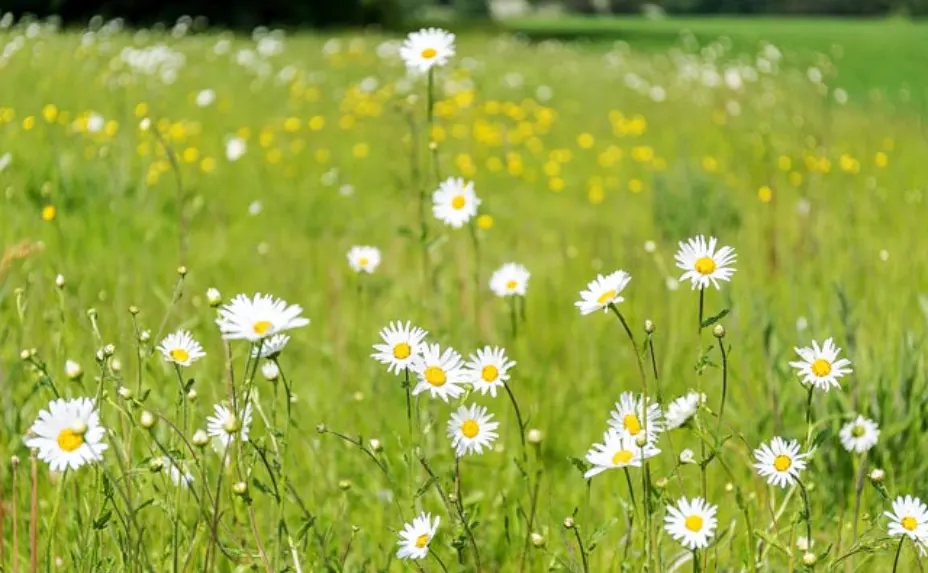 daisy