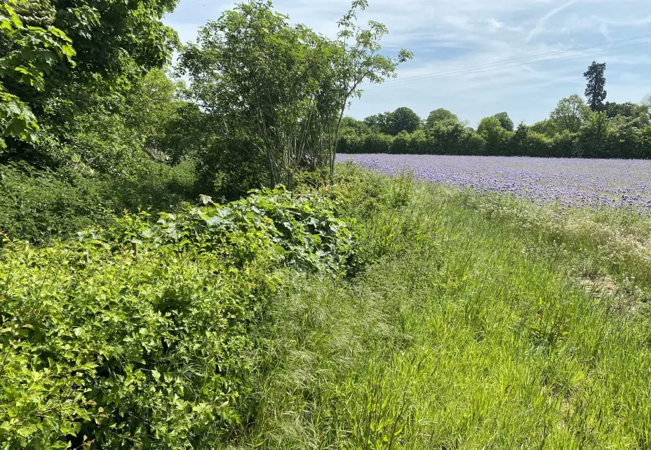 grass-and-purple-flowers