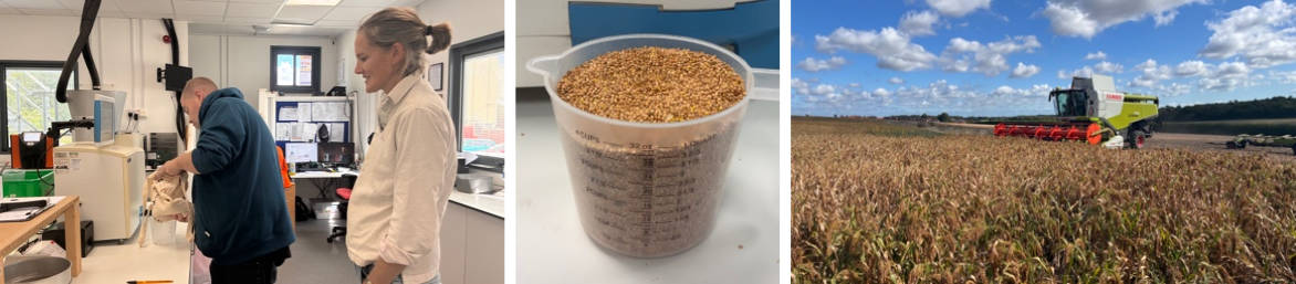 millet september 2026 harvest