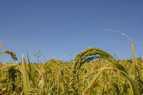 millet