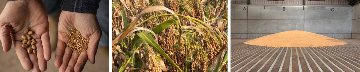 millett-from-a-seed-in-may-to-harvest-in-september