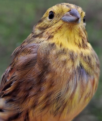 yellowhammer