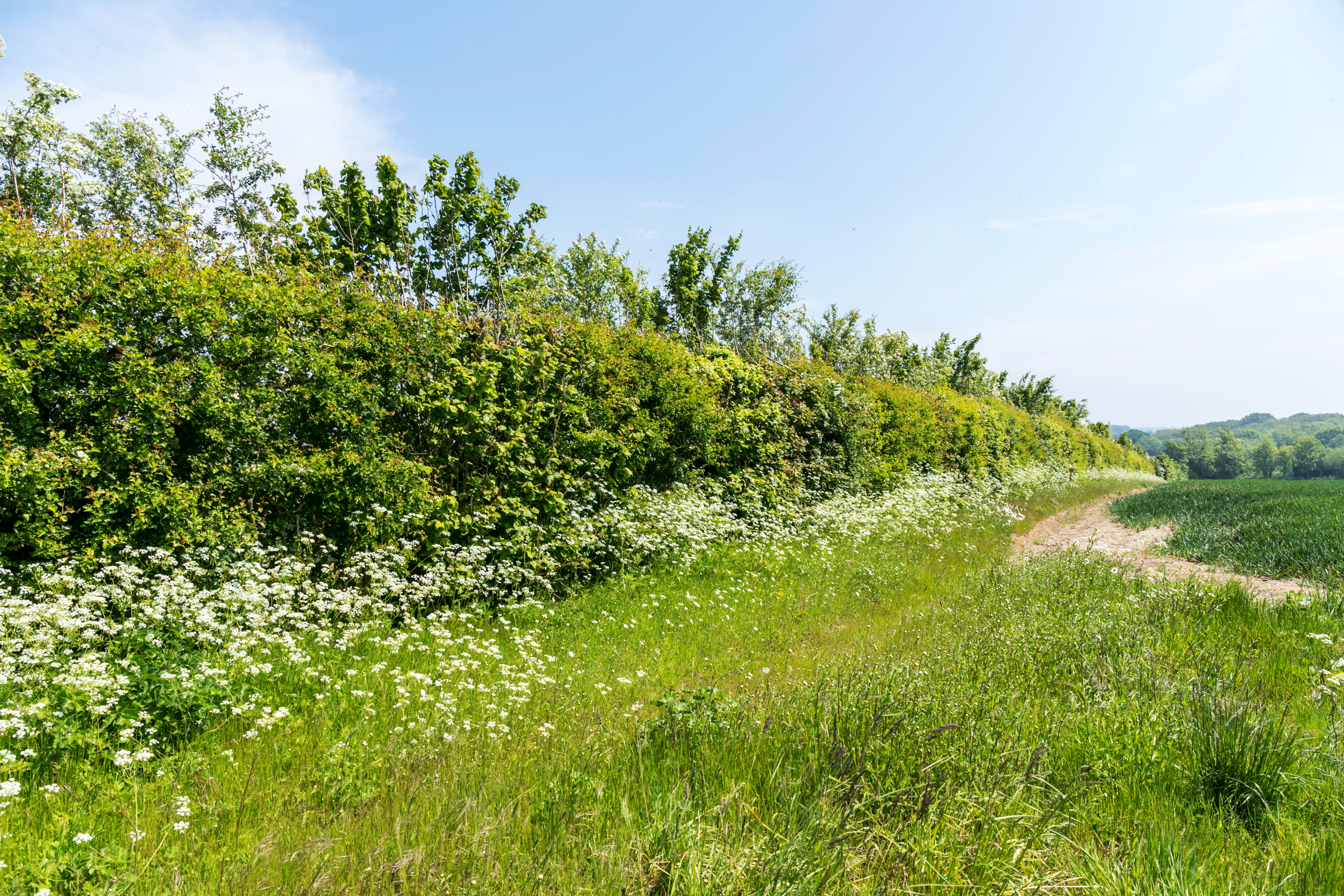 Hedgerow and grass margin management